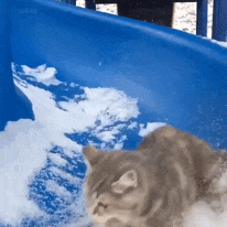 猫猫表情包