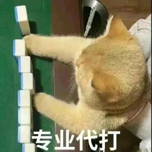 猫猫表情包