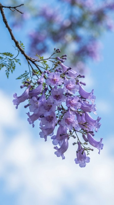 蓝花楹下的紫色诗行