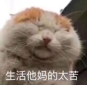 猫猫表情包
