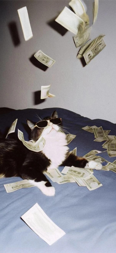 猫猫