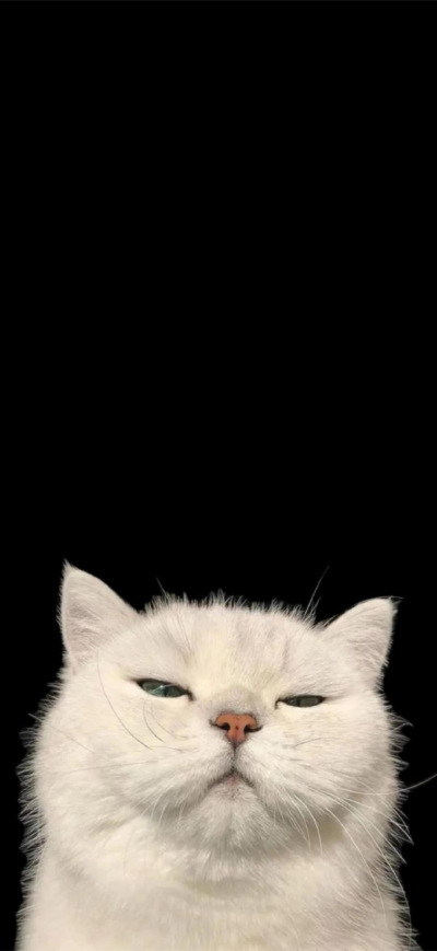 猫猫