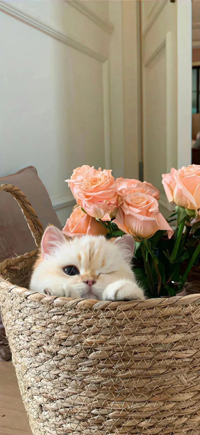 猫猫