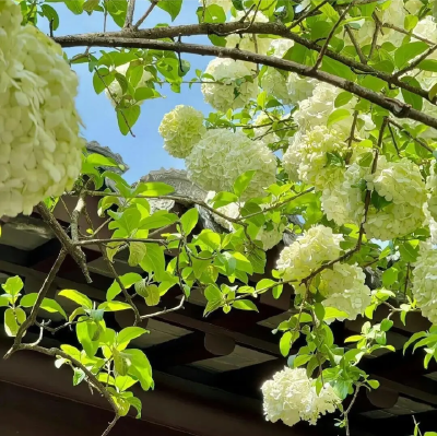 绿色系背景图 绣球花背景图