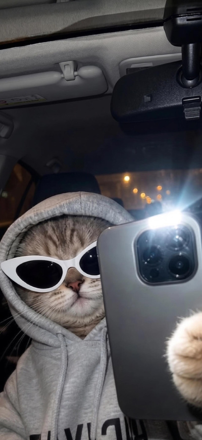 猫猫