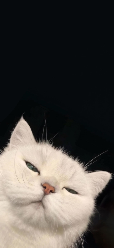 猫猫