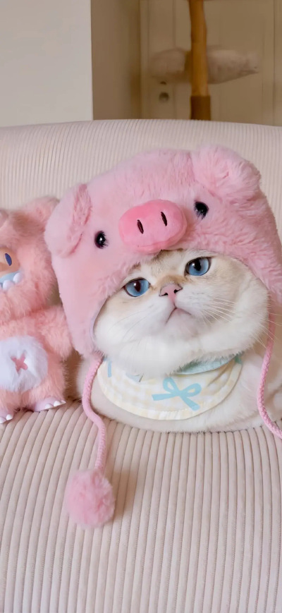 猫猫