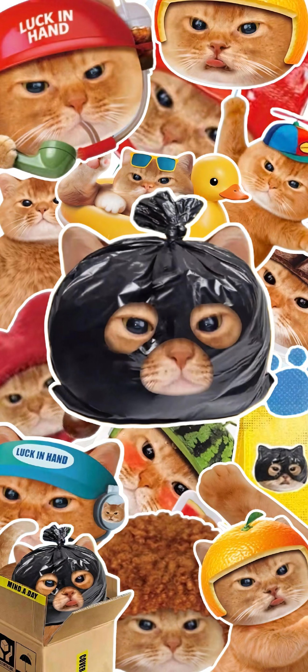 COVER CAT