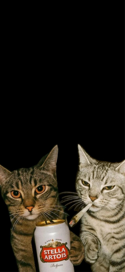 猫猫