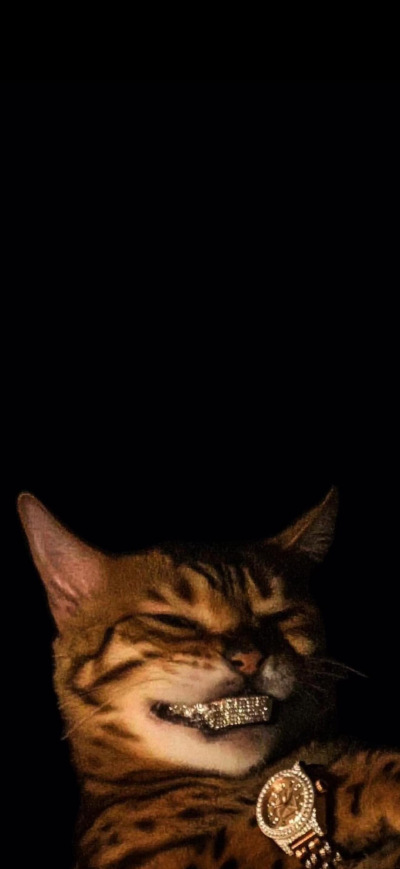 猫猫
