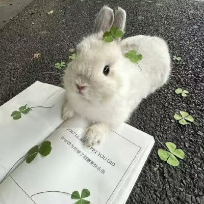 幸运绿色系