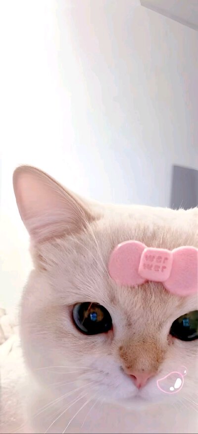 手机壁纸