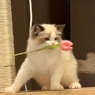 ♡⸝⸝⸝•༝•⸝⸝⸝♡