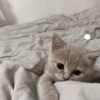 ♡⸝⸝⸝•༝•⸝⸝⸝♡
