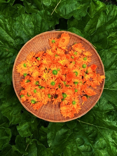 日常
太阳灼热大地，水蒸汽夹杂青芒的香味。