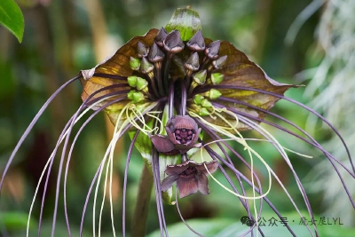 Black Bat Flower 黑蝙蝠花
