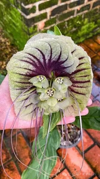 扇苞蒟蒻薯（学名：Tacca subflabellata）
为蒟蒻薯科蒟蒻薯属的植物。分布于中国大陆的云南省等地，生长于海拔120米至160米的地区，多生长在山腰湿地，目前尚未由人工引种栽培。
