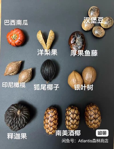 种子标本