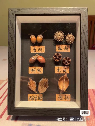 种子标本
