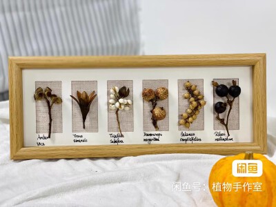 种子标本