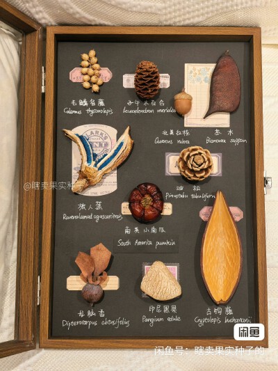 种子标本