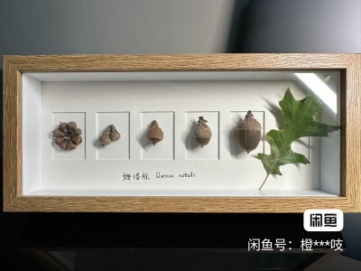 种子标本