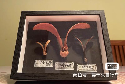 种子标本