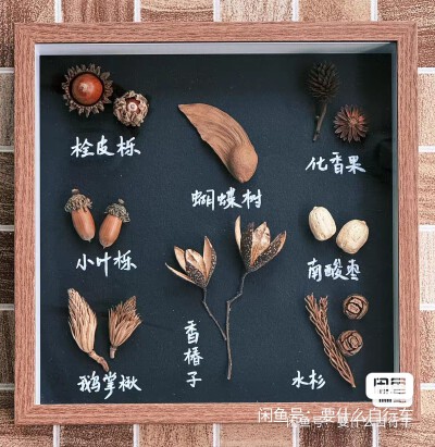 种子标本