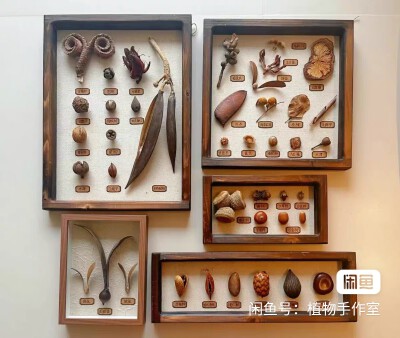 种子标本