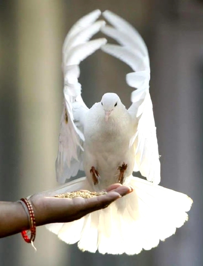 dove
