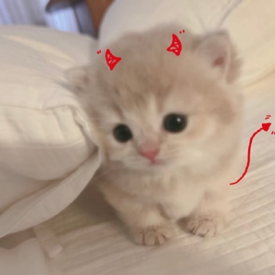 猫猫背景图