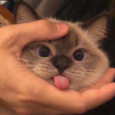 可爱猫猫头像·图源微博