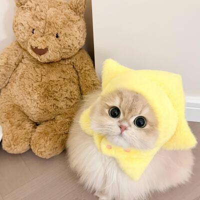 猫猫背景图
