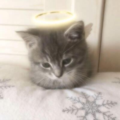 猫猫背景图