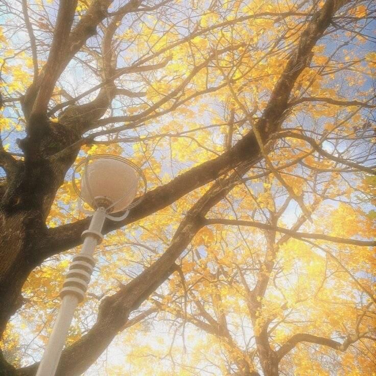 黄色系