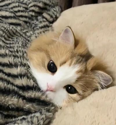 。
