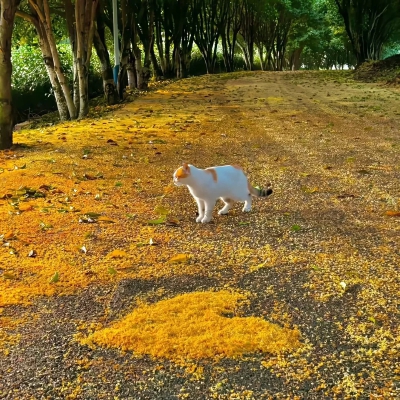 背景图