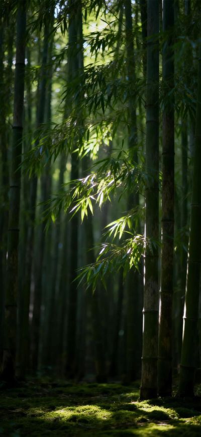 绿色壁纸