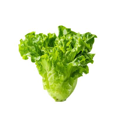 蔬菜白底头像