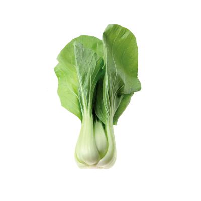 蔬菜白底头像