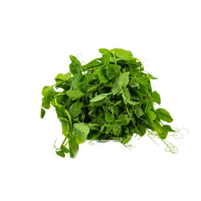 蔬菜白底头像