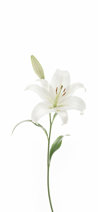 壁纸