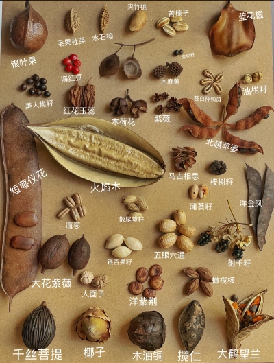 果实
