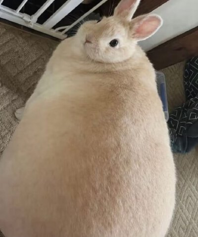 肥兔