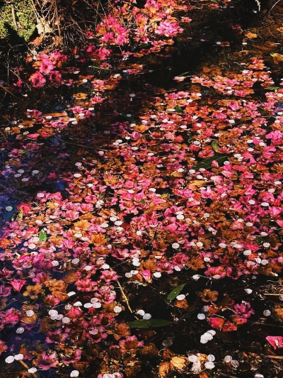 日常
如意