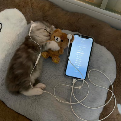 ins背景图 小猫背景图