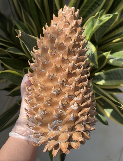 松果