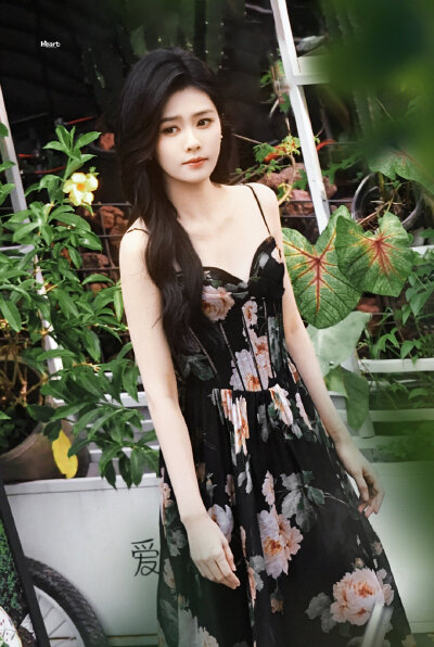 白鹿