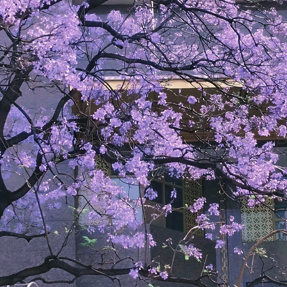 紫色系背景图