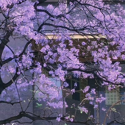 紫色系背景图